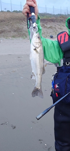 セイゴ（タイリクスズキ）の釣果