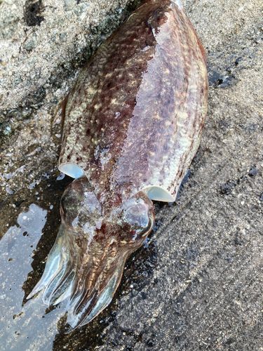 コウイカの釣果