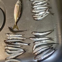 カタクチイワシ