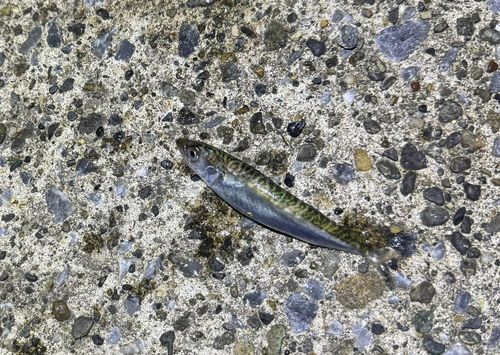 サバの釣果