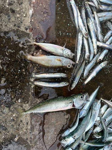 ムツの釣果
