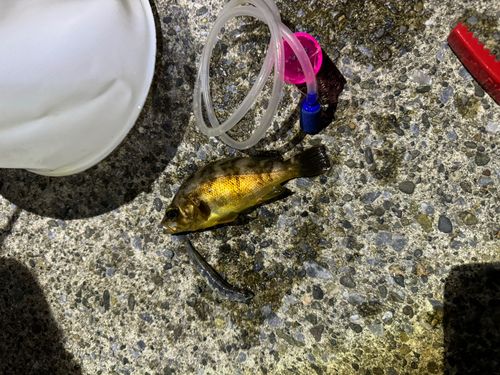 メバルの釣果