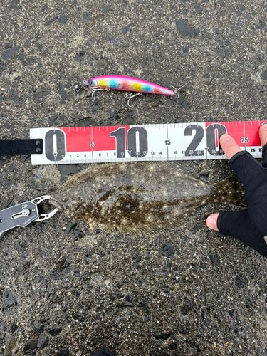 ソゲの釣果
