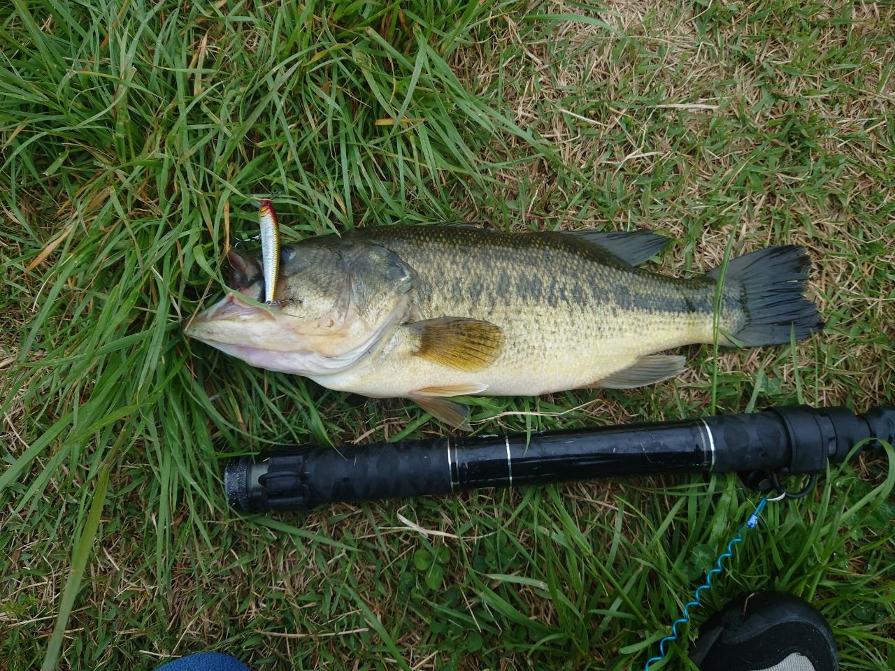 ラージマウスバス