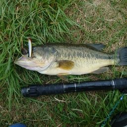 ラージマウスバス