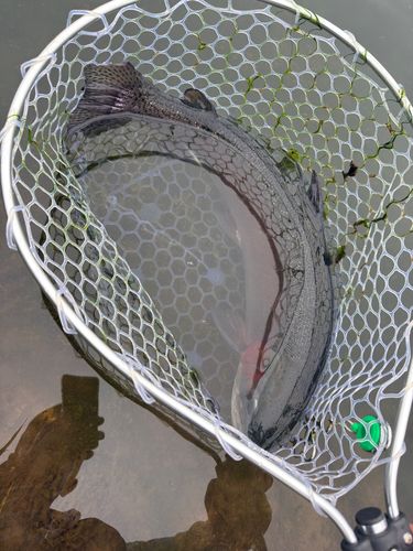 ニジマスの釣果