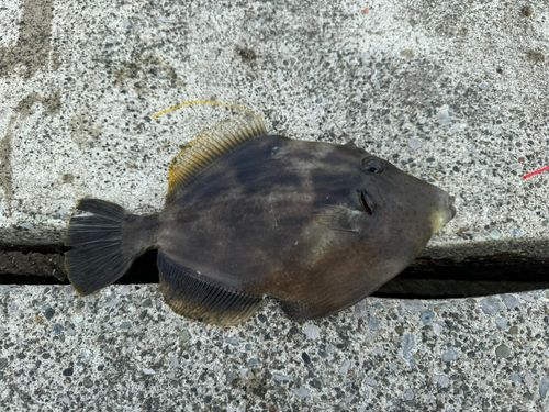 カワハギの釣果
