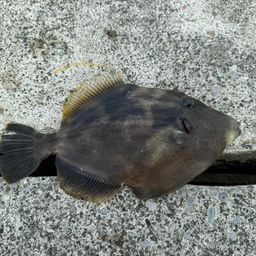 カワハギ