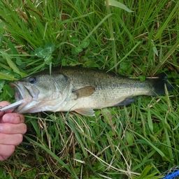 ラージマウスバス