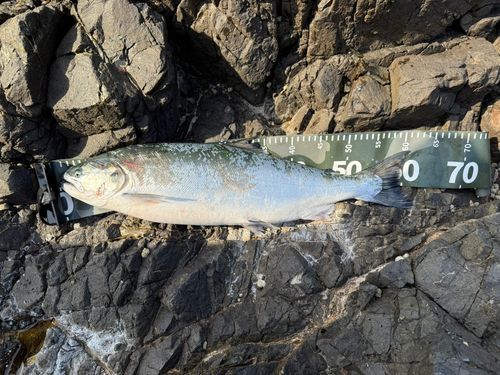 サクラマスの釣果