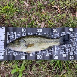 ラージマウスバス