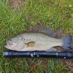 ラージマウスバス