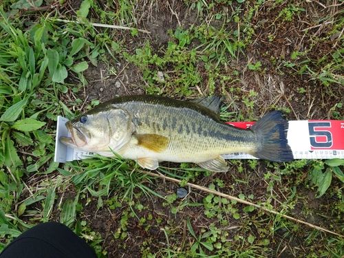 ラージマウスバスの釣果