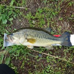 ラージマウスバス