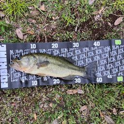 ラージマウスバス