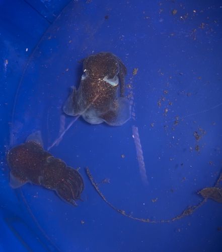 ミミイカの釣果