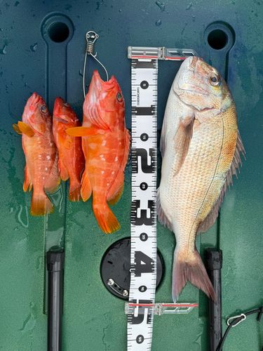 マダイの釣果