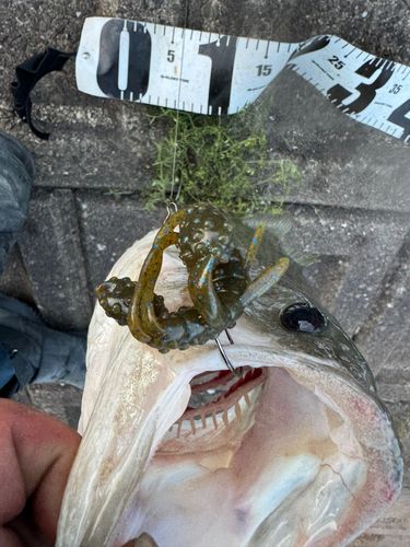 ブラックバスの釣果