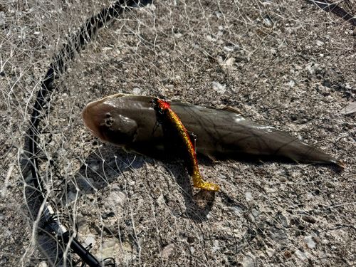 ウシノシタの釣果