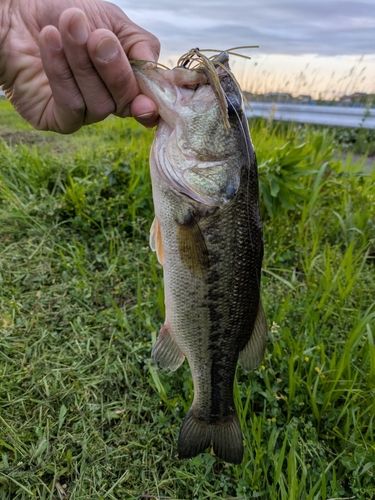 ラージマウスバスの釣果
