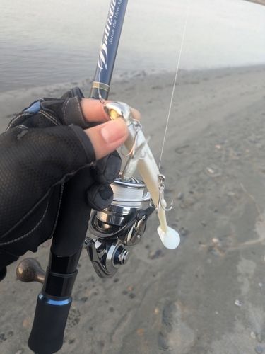 ボラの釣果