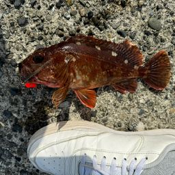 カサゴ