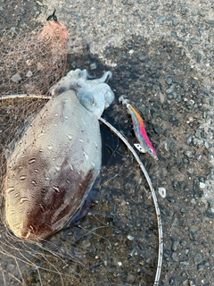 モンゴウイカの釣果