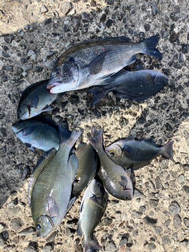クチブトグレの釣果
