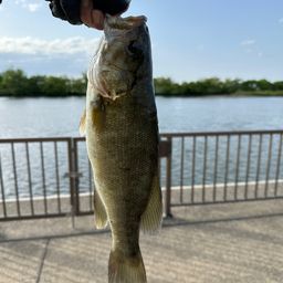 スモールマウスバス
