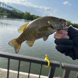 スモールマウスバス