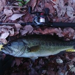 ラージマウスバス