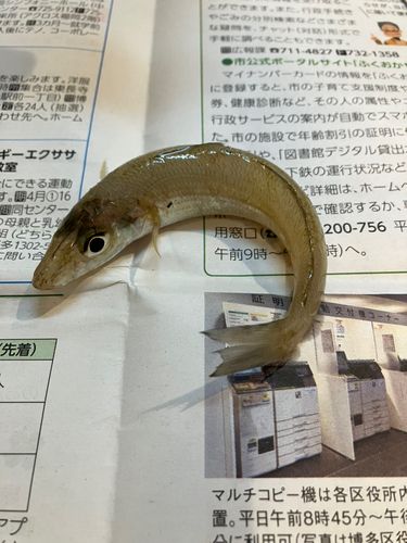 キスの釣果