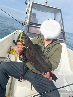 アイナメの釣果