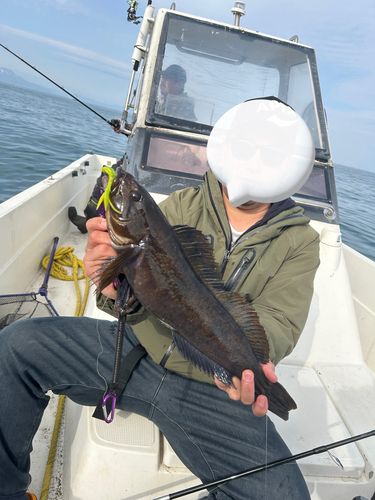 アイナメの釣果