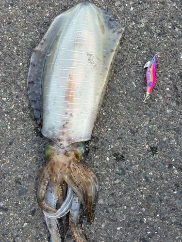アオリイカの釣果