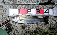 シーバスの釣果