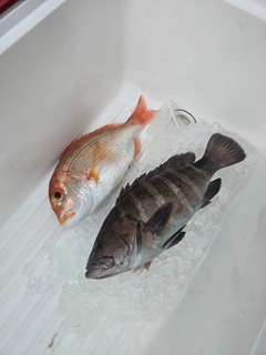 マハタの釣果