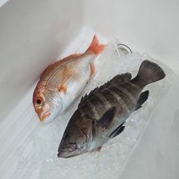 マハタ