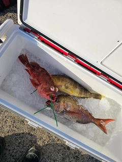 マダイの釣果