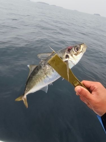 マルアジの釣果