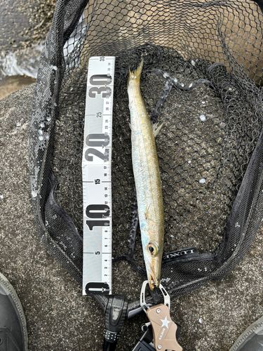 タイワンカマスの釣果