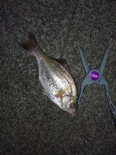 ウミタナゴの釣果