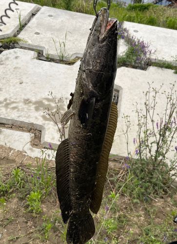 ライギョの釣果