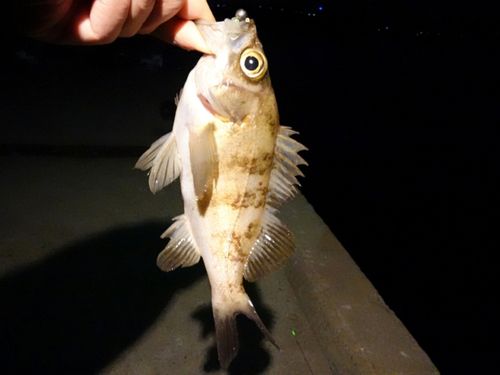 メバルの釣果