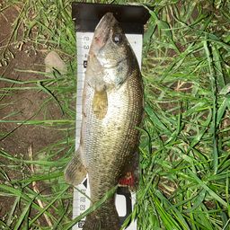 ラージマウスバス