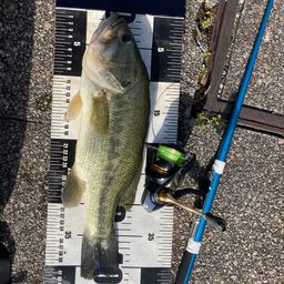 ラージマウスバス