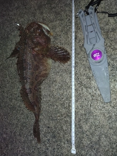 ギスカジカの釣果