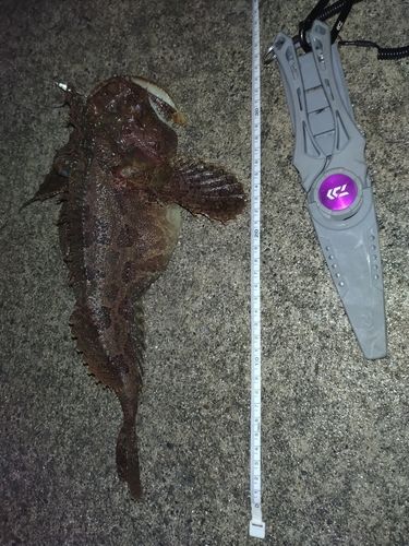 ギスカジカの釣果