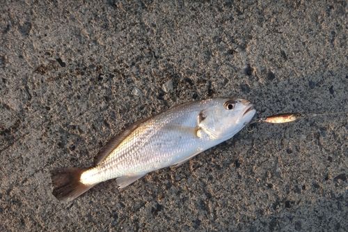 ニベの釣果