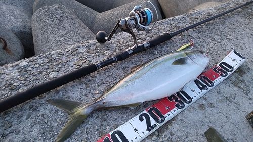 ハマチの釣果